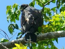 Great Black Hawk